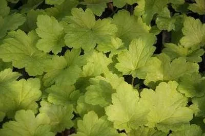 Produktbild von 6 x  Heuchera hybr. 'Electric Lime' - Purpurglöckchen - Topf 9 x 9 cm