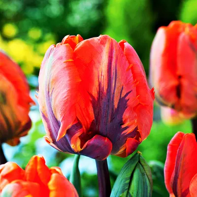 Obrázok produktu pre Tulipány Kvetinové cibuľky Cibuľky Kvety Tulipánové cibuľky Tulipán Irene Parrot 5 ks.