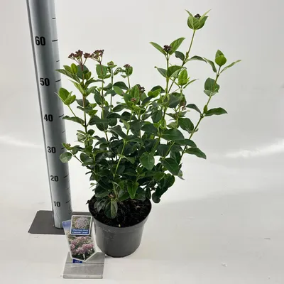 Produktbild von Viburnum tinus Lisarose ('Loren'PBR) - Lorbeer-Schneeball | 30-40 cm im Topf