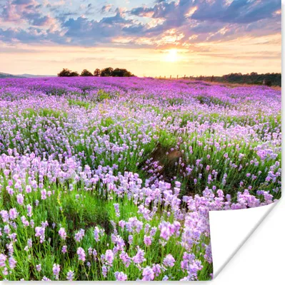 Produktbild von MuchoWow® Poster Lavendel - Blumen - Sonnenuntergang - Lila - Wiese 50x50 cm - Wohnzimmerdekoration