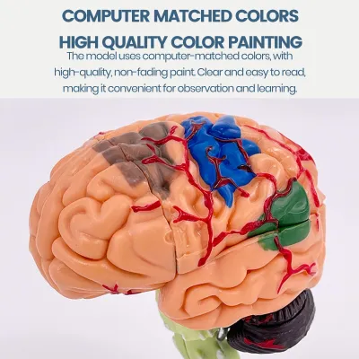 Image de Modèle anatomique du cerveau, en plastique, 1 pièce, pour l'école