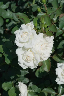 Produktbild von Rosa 'White Meidiland', Bodendeckerrose, weiß, 5-7,5 Liter Container