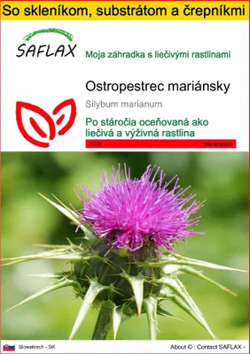 Obrázok produktu pre SAFLAX Kultivačný set - ostropestrec mariánsky - Silybum marianum - 75 Semená - S mini skleníkom, pestovateľským substrátom a 2 črepníkmi