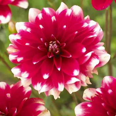 Produktbild von Dekorative Dahlie Knolle Blüten Sommerblumen Herbstblumen Fiorentina 1 St.