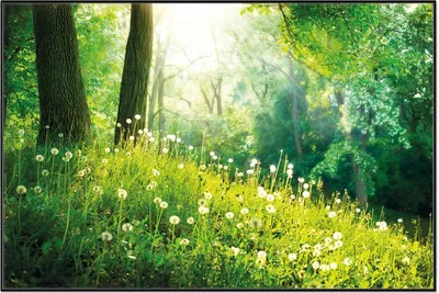 Produktbild von Wallario Wandbild Pusteblumen im Wald mit einfallenden Sonnenstrahlen, Größe: 61 x 91,50 cm, Poster mit schwarzem Aluminiumrahmen