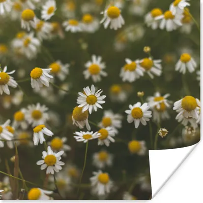 Produktbild von MuchoWow® Poster Blumen - Frühling - Natur 75x75 cm - Wand Dekoration
