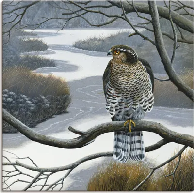 Produktbild von ARTland Leinwandbild Falke im Baum Größe: 50x50 cm