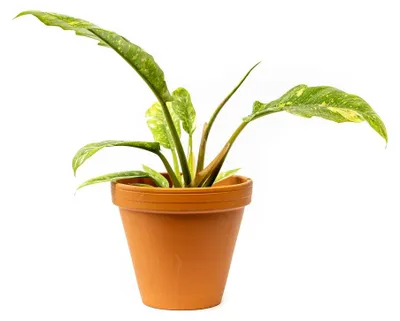 Zdjęcie produktu dla Gardners Philodendron wąski Ring of Fire, průměr 14 cm