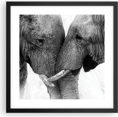 Produktbild von Gerahmtes Poster - Schwarzer Rahmen - Elefanten Safari Bond - 40x40 cm - Wand Bild - Wanddeko - Wandbilder - Kunstposter - Wandposter - Bilderrahmen - Bilder - Kunstdruck - P2BAC40x40-4973