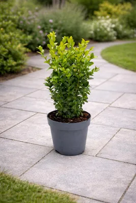 Immagine prodotto di Arbusto di bosso 40 cm – Buxus sempervirens resistente al freddo – arbusto ornamentale fitto per giardino, balcone e terrazza – pianta da siepe sempreverde