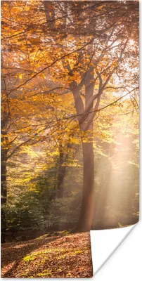 Produktbild von MuchoWow® Poster Herbst - Licht - Wald 20x40 cm - Plakat - Foto