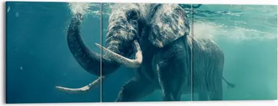 Produktbild von Bild auf Leinwand - Leinwandbild - Elefant Tier Wasser - 150x50cm - Wand Bild - Wanddeko - Leinwanddruck - Bilder - Kunstdruck - Wanddekoration - Leinwand bilder - Wandkunst - CA150x50-3944