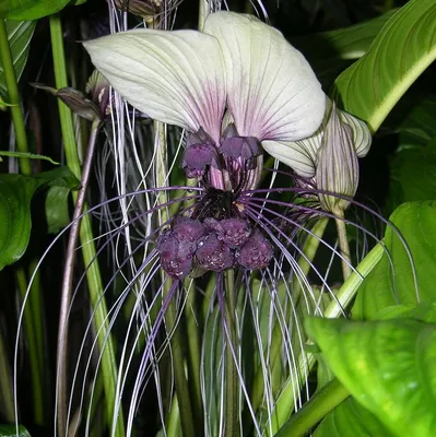 Produktbild von Weiße Fledermausblume (Tacca integrifolia)  - 10 Samen