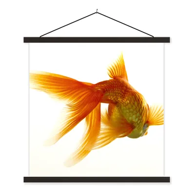 Produktbild von MuchoWow® Textilposter Goldfisch - Meerestiere - Weiß 40x40 cm mit schwarzem Rahmen - Fotos