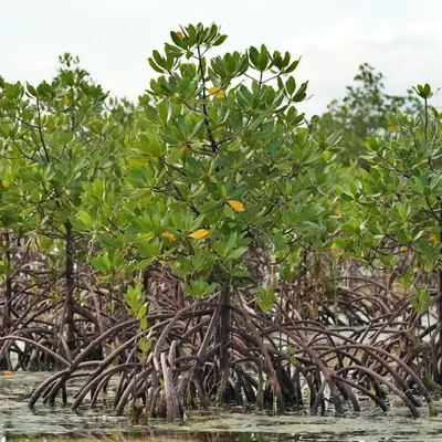 Immagine prodotto di Mangrovia rossa (Rhizophora mangle) - 1 seme