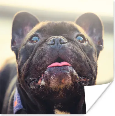 Produktbild von MuchoWow® Poster Französische Bulldogge - Schwarz - Sonne 50x50 cm - Wohnzimmerdekoration