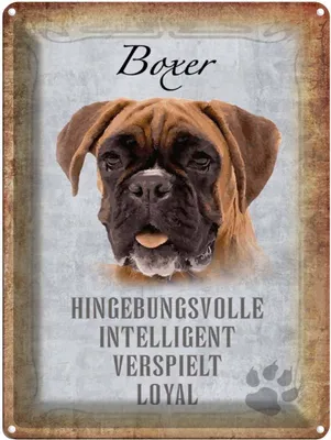 Produktbild von vianmo Blechschild 40x30 cm Boxer Hund intelligent