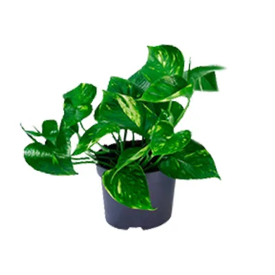 Produktbild von Epipremnum pinnatum