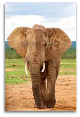 Produktbild von Premium Textil-Leinwand 120x80cm hoch Premium Textil-Leinwand 80 cm x 120 cm hoch Elefant | Wandbild, HD-Bild auf Keilrahmen, Fertigbild auf hochwertigem Vlies, Leinwanddruck von Barbara Fraatz