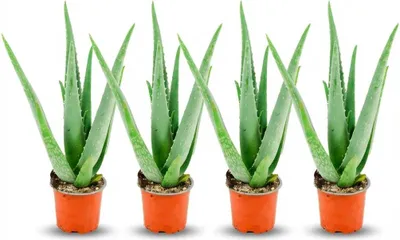 Immagine prodotto di Set di piante di aloe vera – 4 piante – Ø 10,5 cm – Altezza 35-40 cm – Pianta medicinale di facile manutenzione – Pianta d’appartamento succulenta per davanzali, uffici e soggiorni