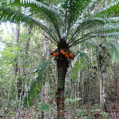 Obrázek produktu pro Palmovka (Cycas scratchleyana) – 1 vyklíčený semeno