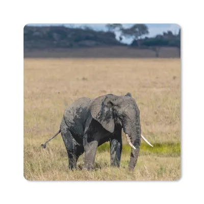 Produktbild von MuchoWow® Mauspad Mousepad Elefant - Gras - Tiere - Natur 30x30 cm - Mousepads - Maus Mat - Pad - Mausunterlage - Gaming