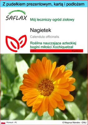 Zdjęcie produktu dla SAFLAX - Zestaw prezentowy - Nagietek - 50 Nasiona - Z pudełkiem upominkowym, etykietą wysyłkową, kartą podarunkową i podłożem uprawowym - Calendula officinalis