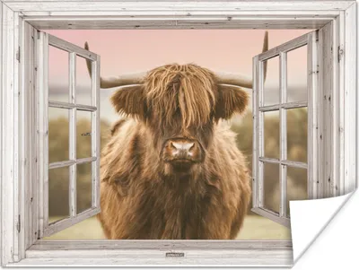 Produktbild von MuchoWow® Poster Scottish Highlander - Ansicht - Kuh 80x60 cm - Kunst für zu Hause
