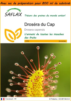 Image de SAFLAX Garden in the bag - Droséra du Cap - 200 graines - Drosera