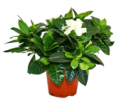 Produktbild von Gardenie - Duftende Blütenpflanze mit creme-weiß farbenen Blüten, 12cm Topf