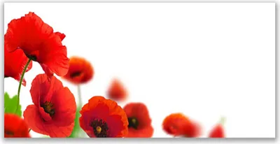 Produktbild von Tulup Leinwand-Bilder 140x70 Wandbild Canvas Kunstdruck Mohnblumen Pflanzen