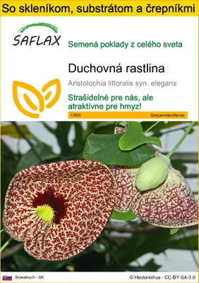 Obrázok produktu pre SAFLAX Kultivačný set - duchovná rastlina - Aristolochia littoralis syn. elegans - 80 Semená - S mini skleníkom, pestovateľským substrátom a 2 črepníkmi