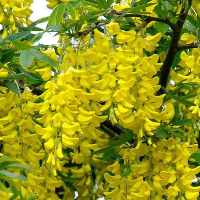 Obrázok produktu pre 2 x Laburnum anagyroides - Laburnum anagyroides | 50-60 cm v nádobe