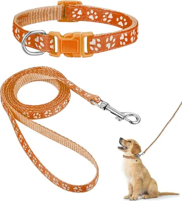 Produktbild von Hundenhalsband und Leinen-Set: verstellbar, leicht und komfortabel für kleine und mittelgroße Hunde und Katzen