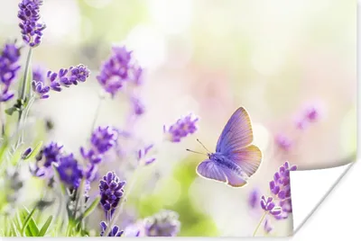 Produktbild von MuchoWow® Poster Lavendel - Schmetterling - Blumen 60x40 cm - Schlafzimmerdekoration