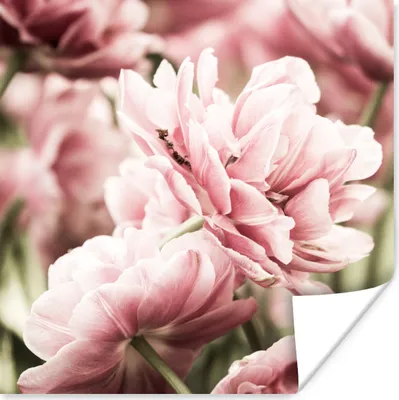 Produktbild von MuchoWow® Poster Die Sonne scheint auf diese hellrosa Tulpen 100x100 cm - Babyzimmer