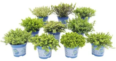 Obrázek produktu pro Rozrazilec FloraSelf Hebe armstrongii 'GreenBoys' květináč Ø 12 cm