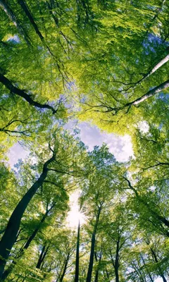 Produktbild von Fototapete - Trees 150x250cm - Vliestapete