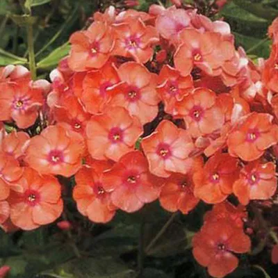 Obrázok produktu pre 6 x vysoká plamienka - Phlox paniculata 'Orange Perfection' | Kvetináč 9 cm x 9 cm