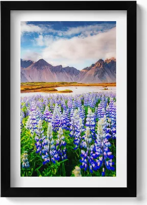 Produktbild von Magische Lupinenblüten– Wandbild mit Rahmen – Gerahmtes Bild  – Wanddekoration – 20x30 cm – Schwarz