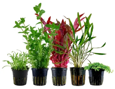 Produktbild von Pflanzen Set mit 5 Einsteiger Topf Aquarium Wasserpflanzen AquaOne Nr.213