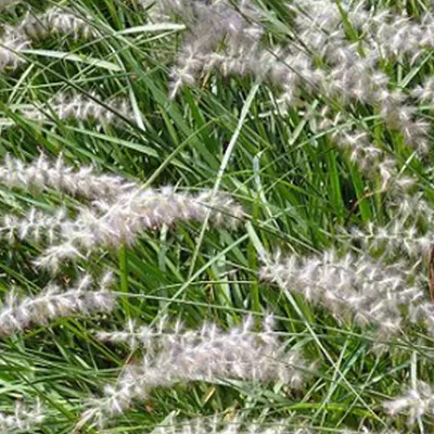 Produktbild von 6 x Federborstengras  - Pennisetum orientale 'Karley Rose'  | Topf 9cm x 9cm