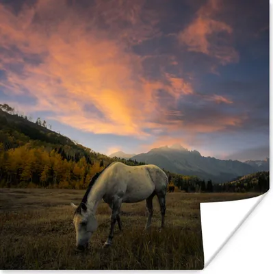 Produktbild von MuchoWow® Poster Pferd - Feld - Sonnenuntergang 100x100 cm - Babyzimmer
