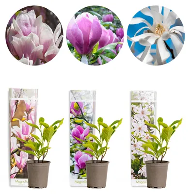 Produktbild von 3x Magnolien Mix – Biberbaum – Strauch – Pflegefreundlich – ⌀09 cm – ↕20-25 cm