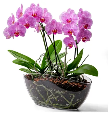 Produktbild von Großer Blumentopf für Orchideen - Ovaler, transparenter Übertopf für Pflanzen und Sukkulenten