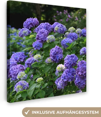 Obrázok produktu pre MuchoWow® - Obraz na plátne - Fialové hortenzie v japonskej záhrade, nástenná maľba, nástenné dekorácie obrazy obývacia izba, 90x90cm