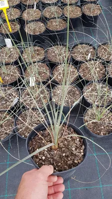 Image de Dasylirion cedrosanum