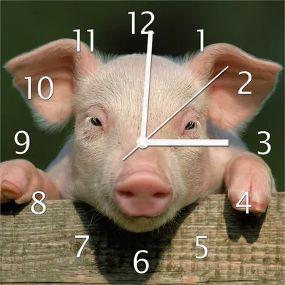 Produktbild von Wallario Design Wanduhr Süßes Ferkel auf dem Bauernhof in Nahaufnahme aus Echtglas, Größe 30 x 30 cm
