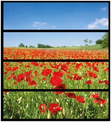 Produktbild von Wallario Möbelfolie / Aufkleber, geeignet für Ikea Malm Kommode mit 4 Schubfächern - Mohnblumenfeld- rote Blumen unter blauem Himmel