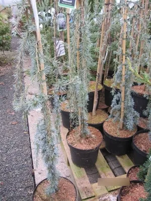 Produktbild von Cedrus libani Blue Fountain - Hängende Libanonzeder Blaue Fontäne